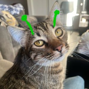 Meet your Posher, Ernestine